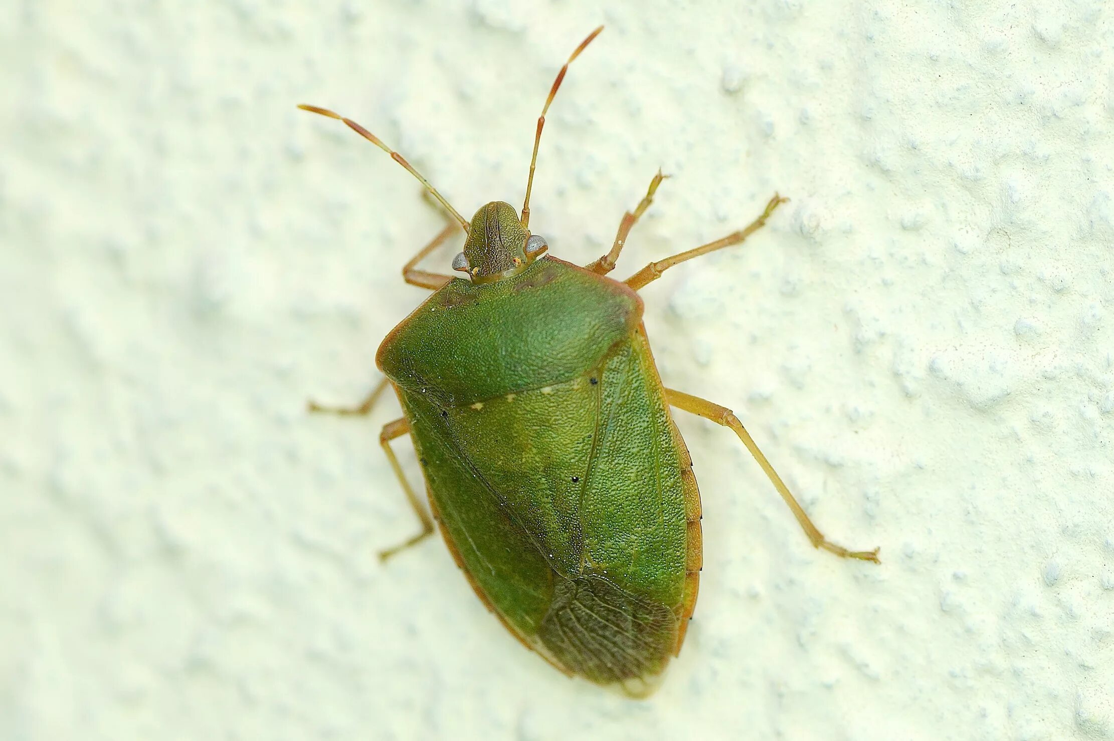 Клоп содержание. Nezara viridula. nezara viridula клоп. nezara viridula l.. зеленый клоп вредитель.