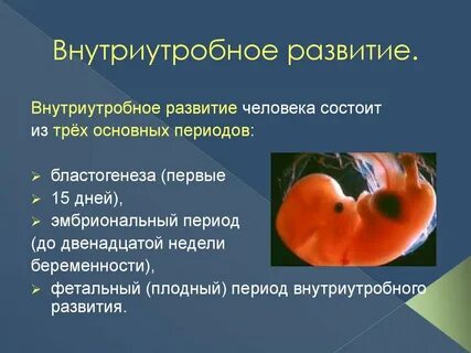 Внутриутробное развитие плода кратко