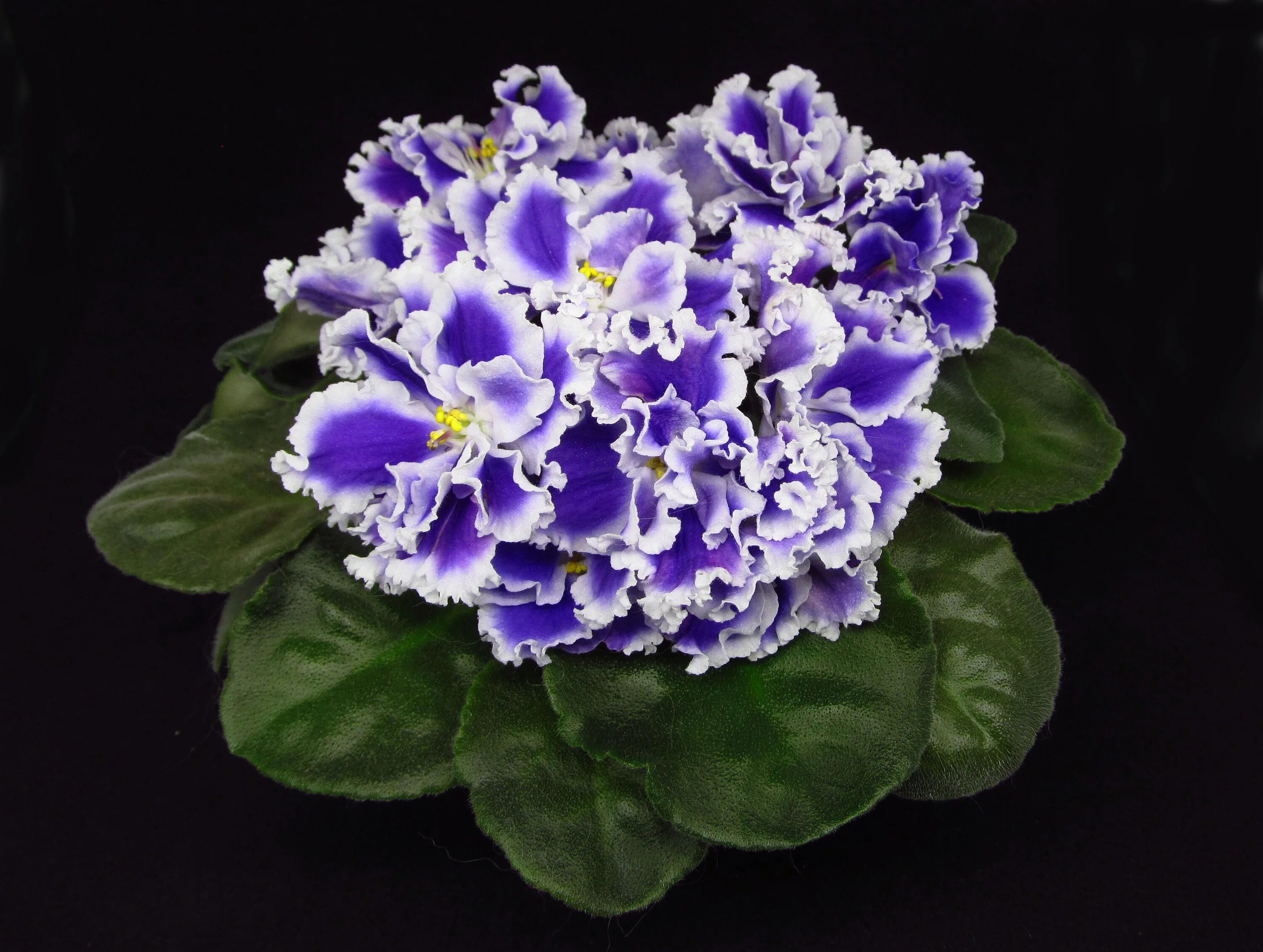 Ек галатея фиалка. Сорт фиалки снежный эдельвейс. Фиалка заснеженные карпаты. Сорт фиалки снежные карпаты. Фиалка снежные.