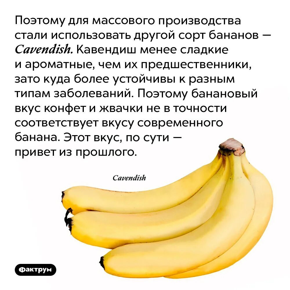 В чем польза бананов. Интересные факты о бананах. Полезные факты о бананах. Бананы интересные. Интересные факты j öfyfyt.