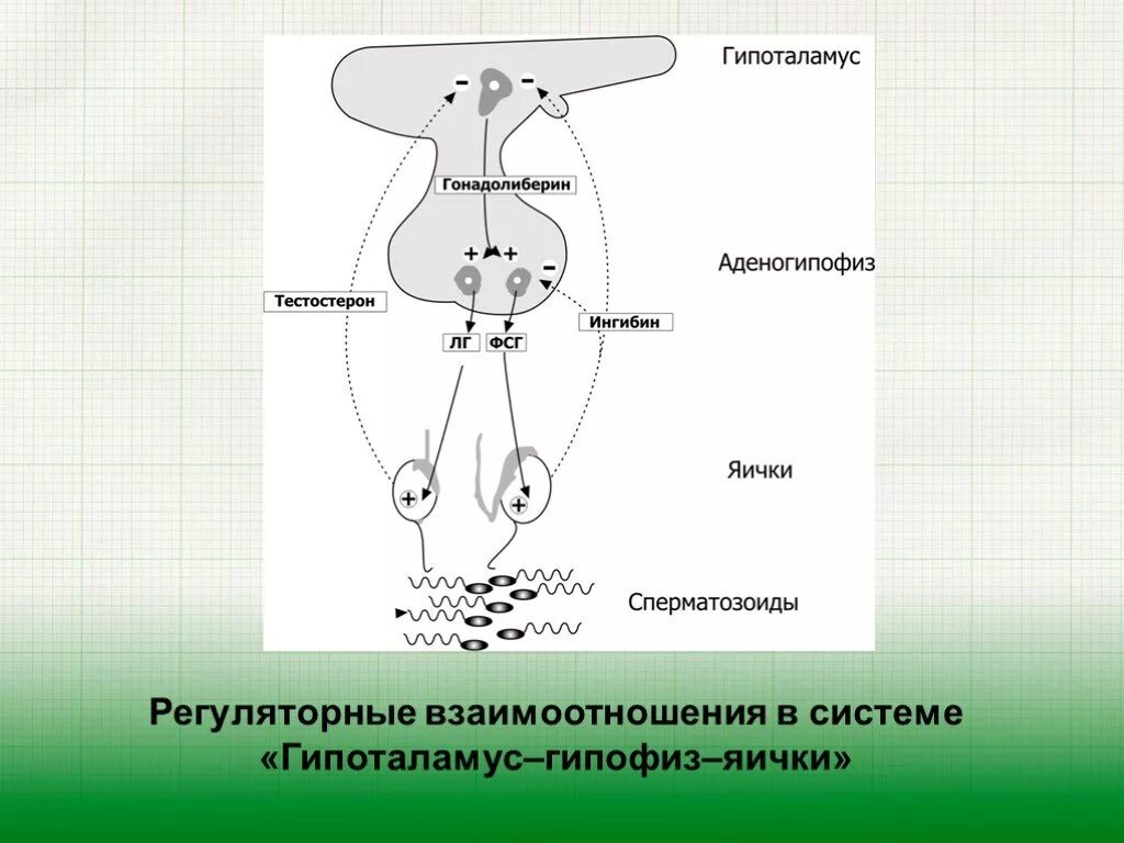 Гипоталамо-гипофизарно-гонадная ось. Гипоталамо-гипофизарные яичек. Гипоталамус гипофиз яички. Гипоталамо-гипофизарно-тестикулярная ось.