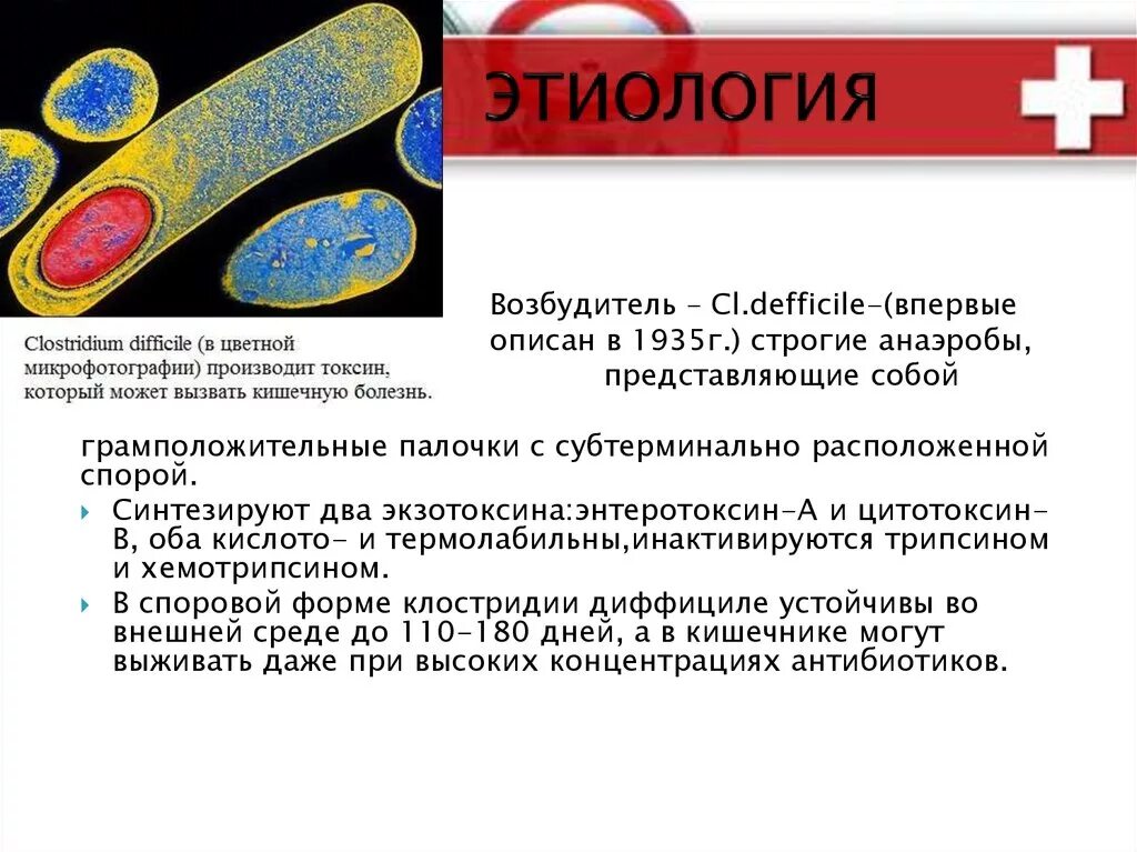 Clostridium difficile что это. Токсин клостридии диффициле. Экзотоксины Clostridium difficile.