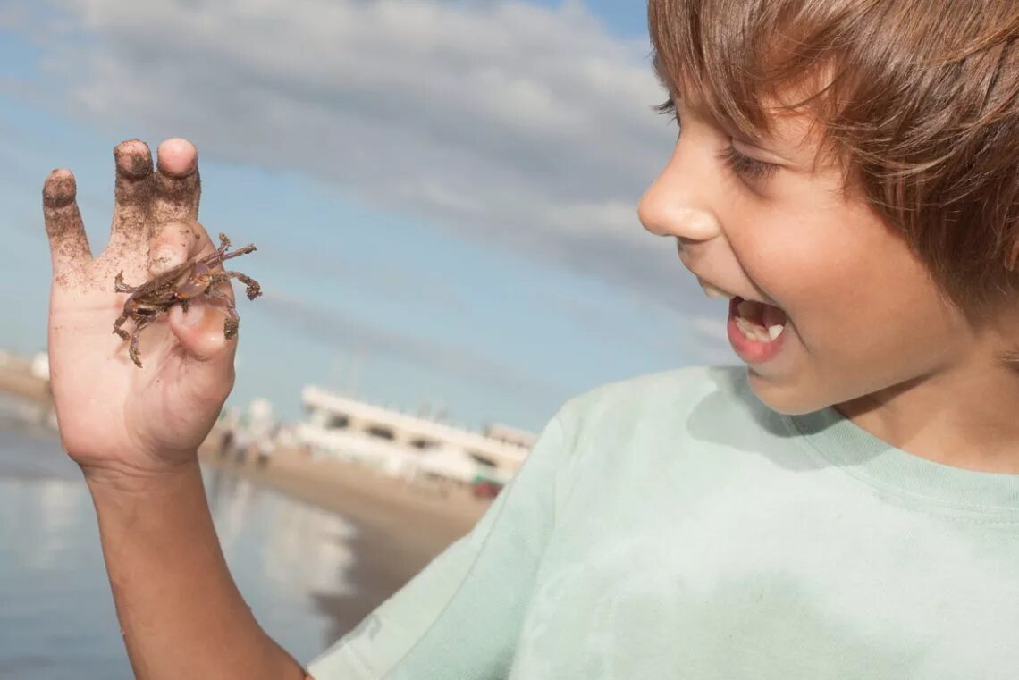 Boy and Crab in the Window. Japanese Crab and a Kid meme photo.