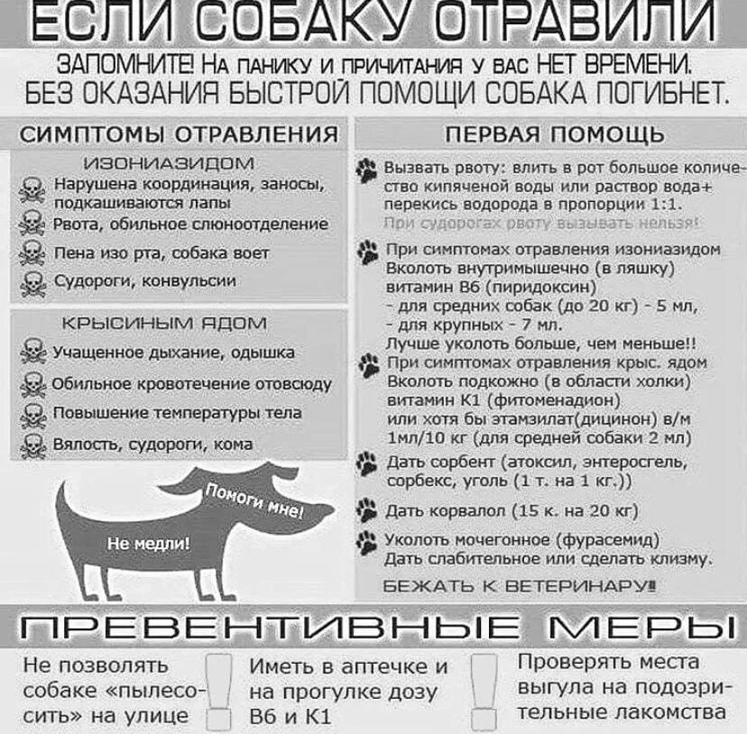 Как остановить рвоту у собаки. При отравлении собаки. Отравление у собаки симптомы. Симптомы отравления собаки ядом. Отравить собаку крысиным ядом.