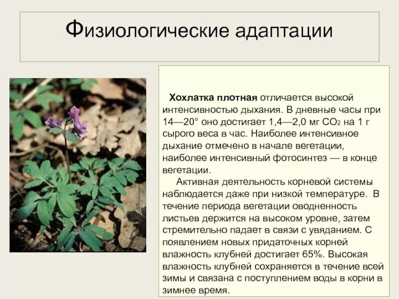 Презентация к уроку экологии "Виды и механизмы адаптаций"