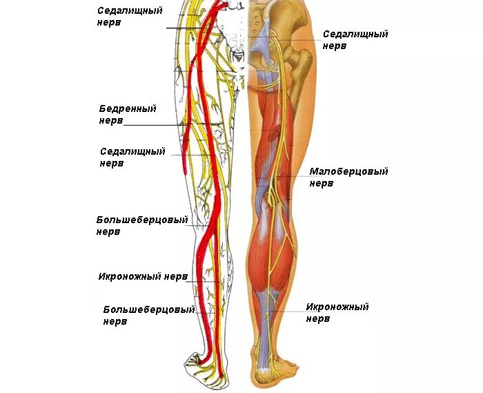 Строение ноги человека сзади. Куда идут ноги. Босые ноги. Вены и артерии нижних конечностей схема. Мужские ноги.
