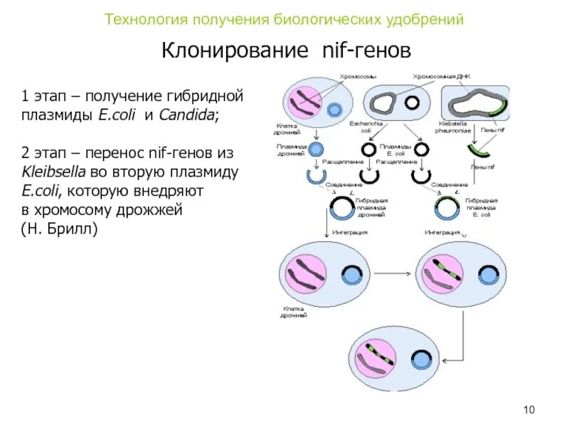 Схема клонирования. Молекулярное клонирование схема. Клонирование ДНК схема. Клонирование nif-генов:. Получение гибридов на основе соединения клеток