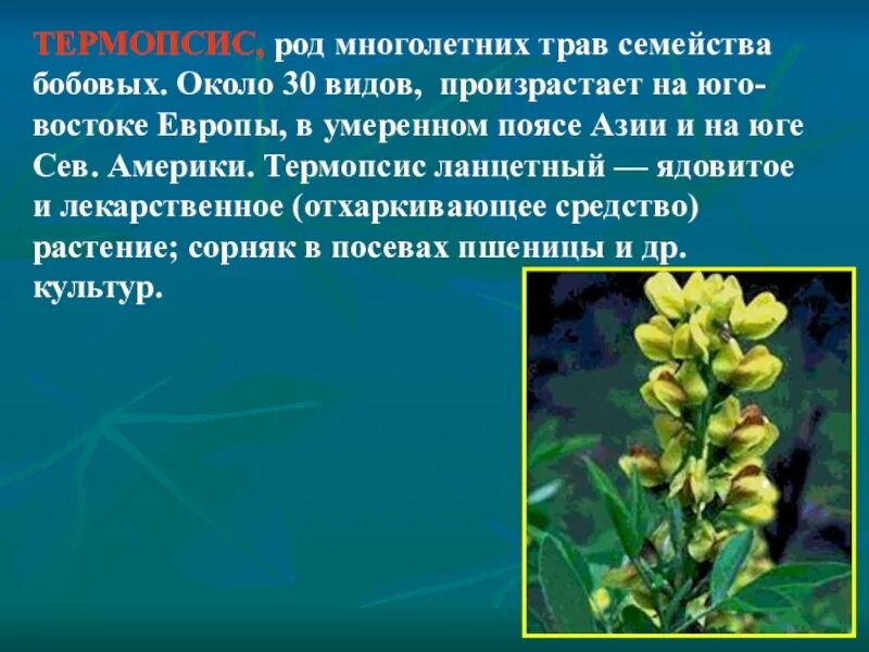 Сообщение о семействе бобовых. Растения семейства бобовых. лекарственные бобовые растения. несъедобные бобовые растения. ядовитое растение из семейства бобовых.