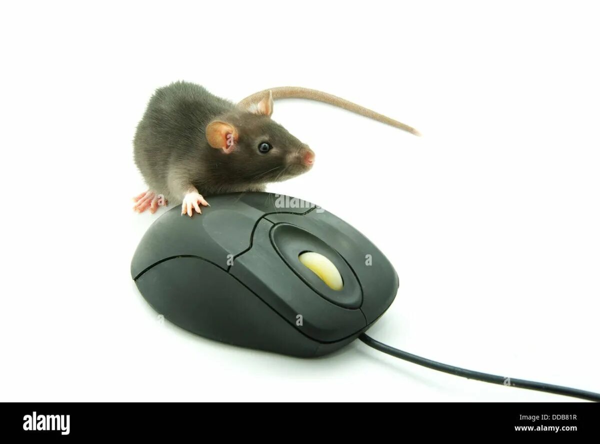 Мышка Живая. Живая компьютерная мышка. Компьютерная мышь крыса. Компьютерная мышь и Живая мышь. Мышь в другую сторону