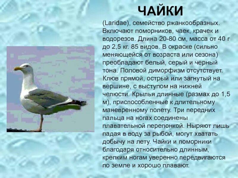 Текст про чаек. Семейство Чайки. Чайка доклад. Краткое описание Чайки. Рассказ о Чайке.