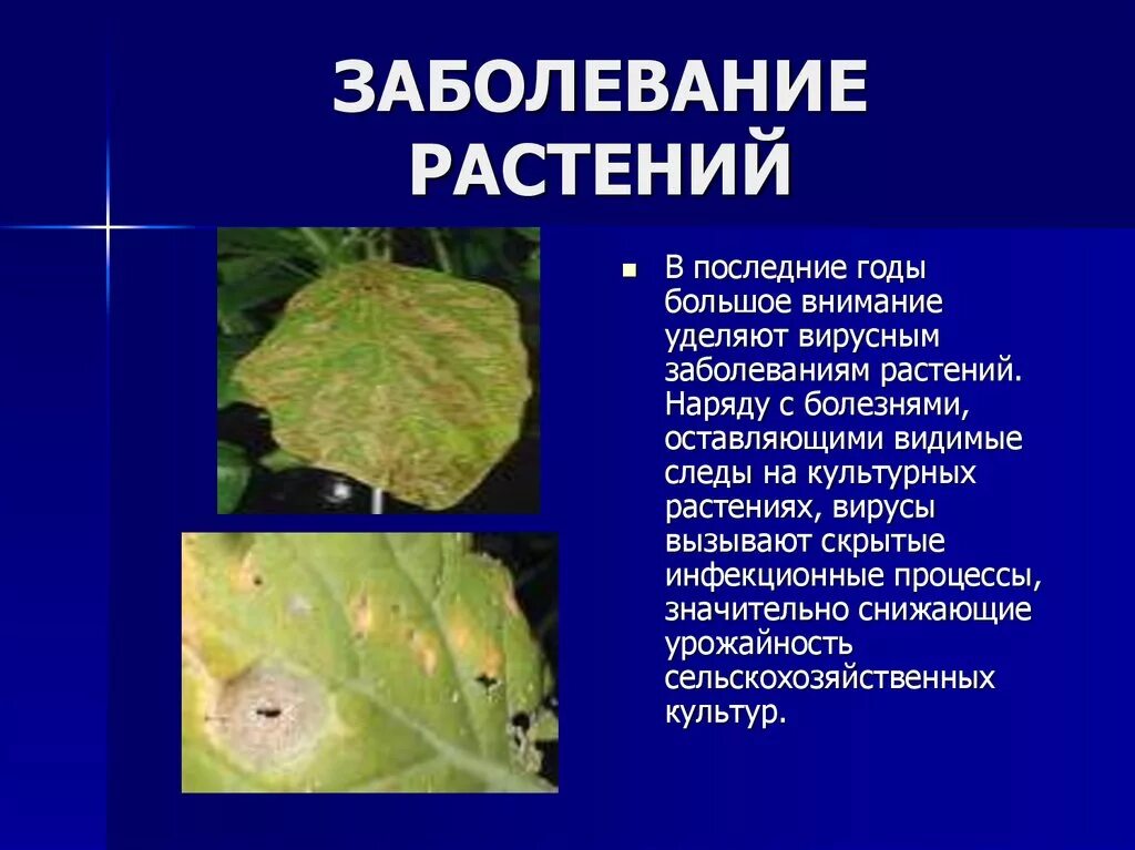 Определить симптомы болезней растений. Вирусные и грибковые заболевания растений. Вирусные и бактериальные заболевания растений. Вирусы вызывающие болезни растений. Определение болезней растений