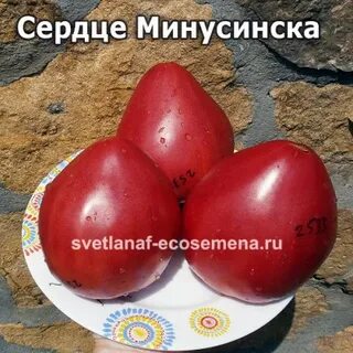 Томат минусинские сердца характеристика