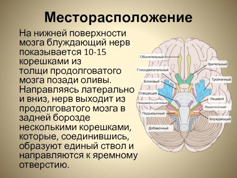 Нижняя поверхность мозга. 10 Пара черепно мозговых нервов. Оливы продолговатого мозга. Зоны иннервации черепно мозговых нервов. Корешки нервов продолговатого.