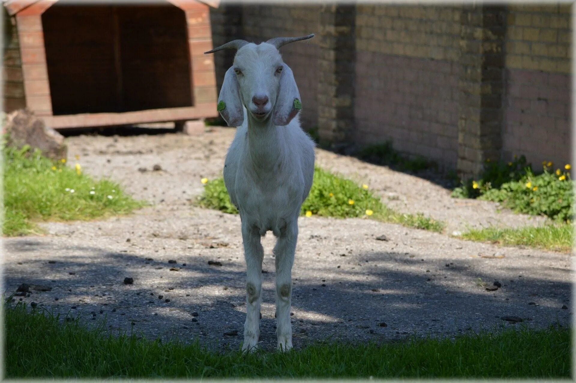 Ушами порода козы. Дамасская коза Шами. Гулаби козы. Нубийская порода овец. Вислоухая коза.