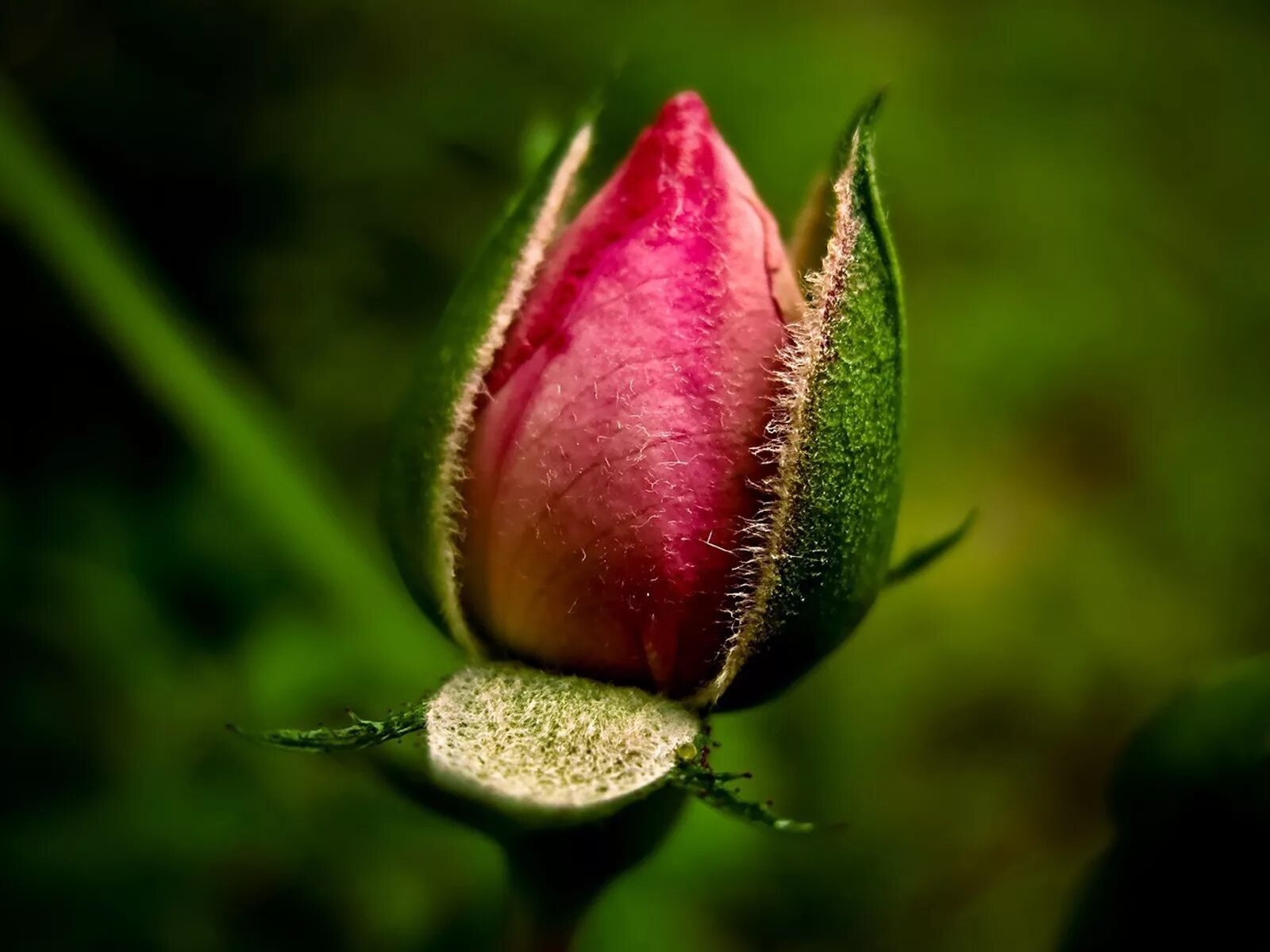 Красивые бутоны 1. Нераскрывшийся бутон розовой розы. Бутон цветка. Цветок батон. Зеленые бутоны цветов.