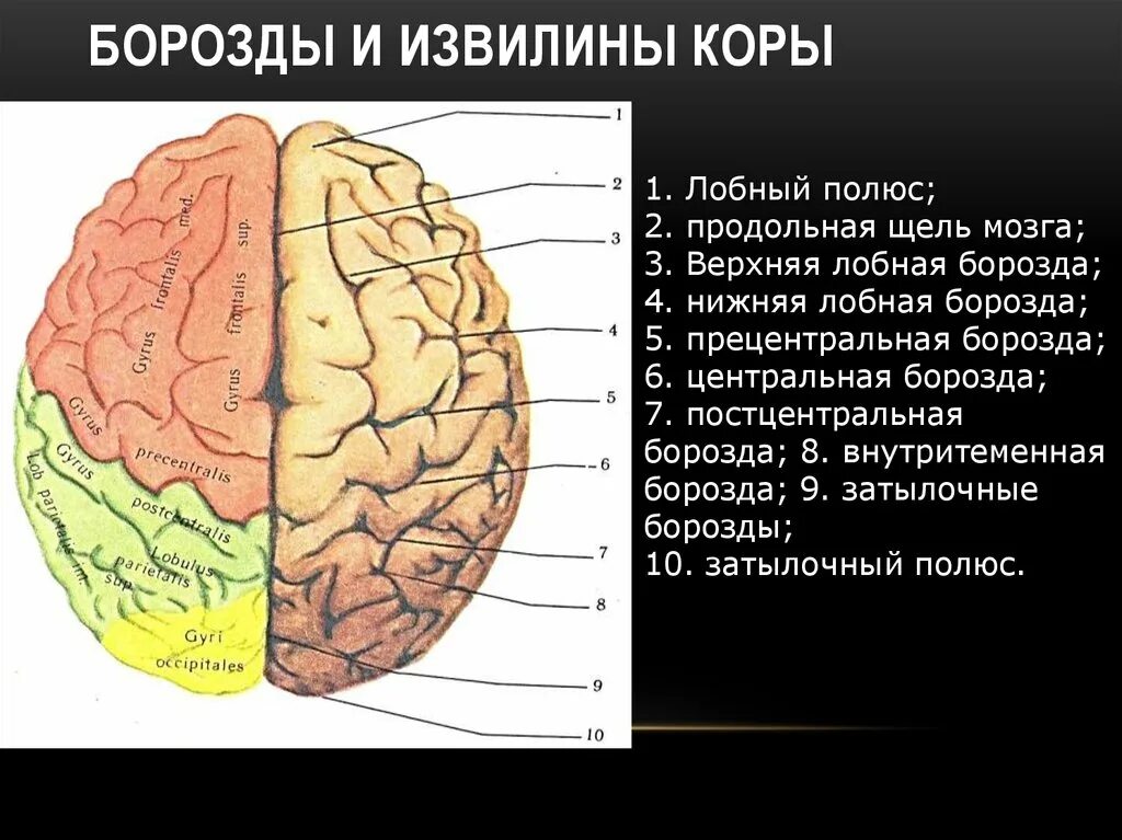 Содержит борозды и извилины какой мозг. Строение полушарий головного мозга доли борозды извилины. Строение головного мозга доли борозды извилины. Строение конечного мозга борозды. Анатомия коры головного мозга доли борозды извилины.