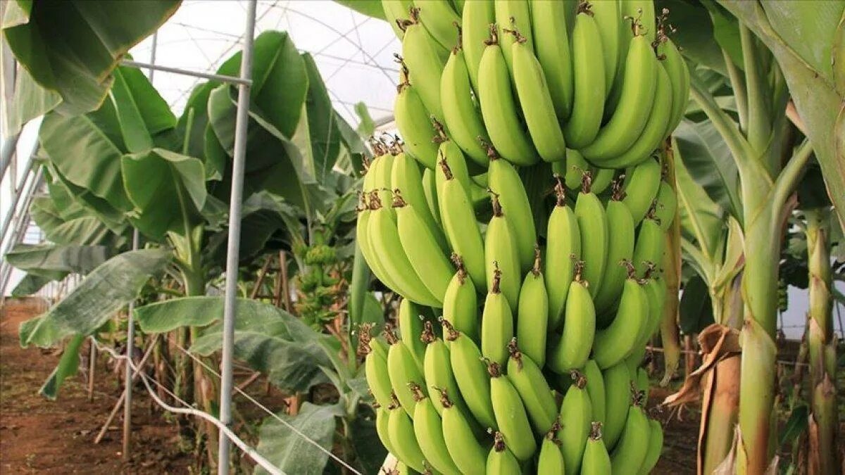 Банановые плантации в Турции. Банан Пигмей. Банановые плантации Аланья. Анамур бананы.