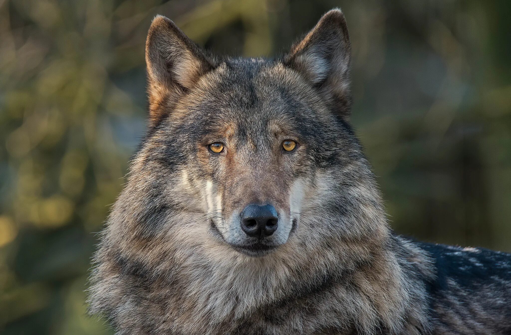 J wolf. J wolf