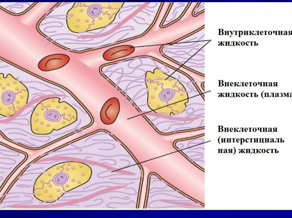 Экстрацеллюлярный жидкость это. Лимфа и межклеточная жидкость. Внутриклеточная и внеклеточная жидкость. Жидкости внутренней среды организма схема. Внутриклеточная и внеклеточная жидкость.
