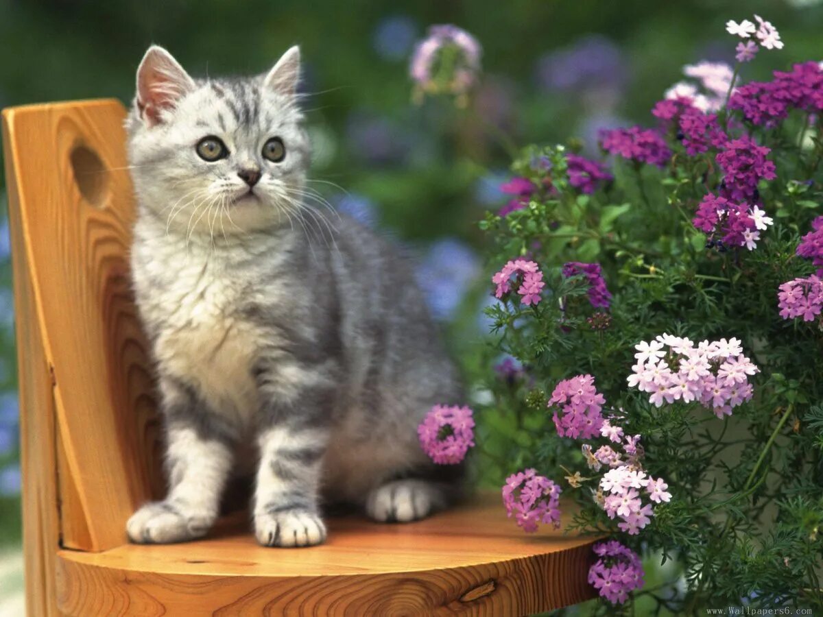 Красивые котята. Котенок в цветах. Котик с цветочком. Кошечка в цветах.