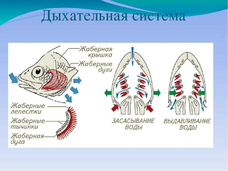 Дыхательная система костных рыб схема. Механизм дыхания костных рыб. Схема строения дыхательной системы рыб. Схема жаберного дыхания рыб. Рыба дышащая легкими