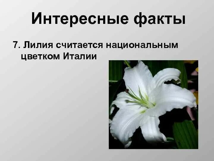Национальный цветок италии. Символ флоренции лилия. Национальный цветок италии. Маргаритки махровые красные. Маргаритка сложноцветные.