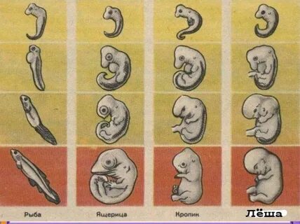 Зародыши разных животных