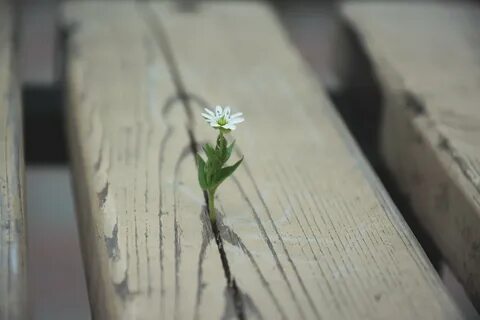 Цветок одиночества