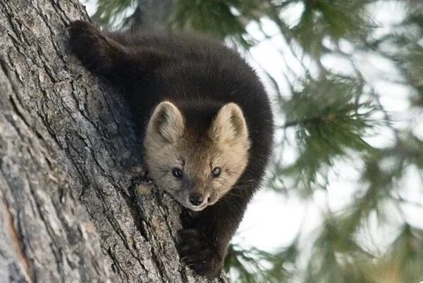 лиса на охоте. рысь и куница. карельская рысь. рысь алтайский заповедник. куница рысь соболь.