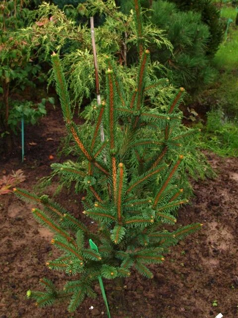 Хвойные таксон. Ель обыкновенная virgata. Picea Abies Vanc viminalis. Ель змеевидная Виргата. Ель обыкновенная virgata с15 180см.