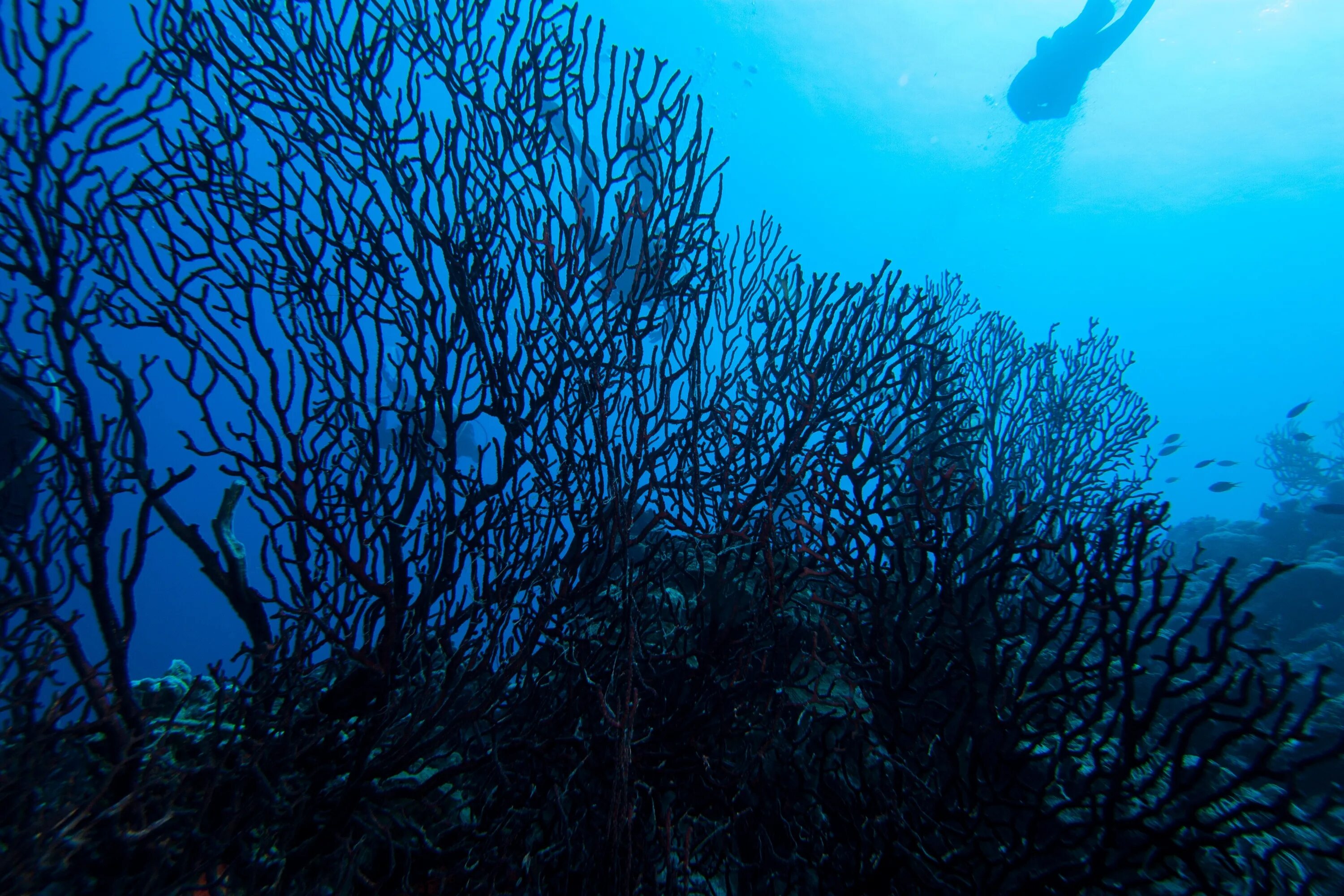 Красные водоросли глубина. Черный коралл Кишечнополостные. Коралл аккабар. Коралловые полипы черные кораллы. Чёрный коралл (аккабар).