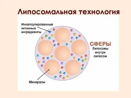 Липосомальный это