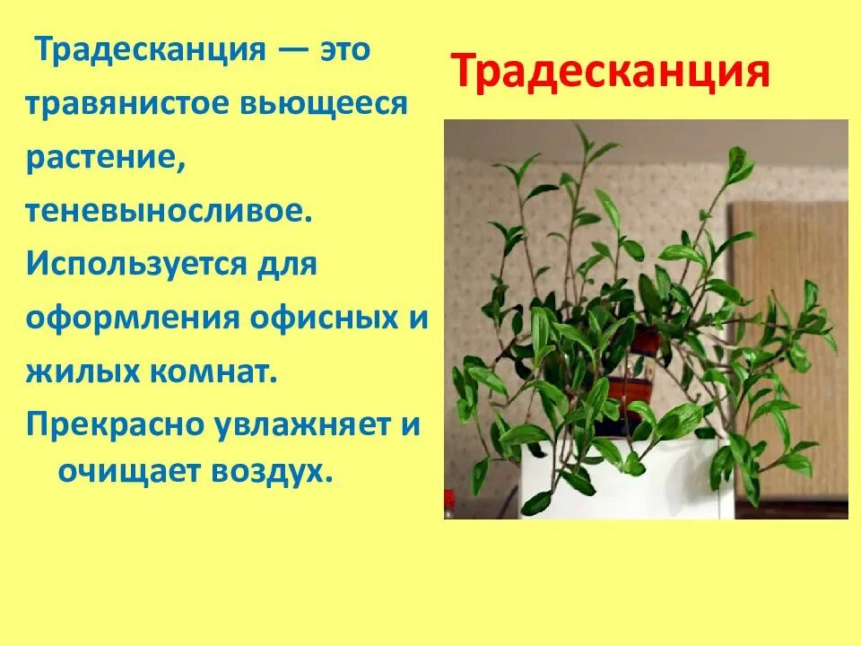 Экспериментатор взял одно растение традесканции. Традесканция комнатное растение приметы. побег традесканции. черенок традесканции. черенкование традесканции.