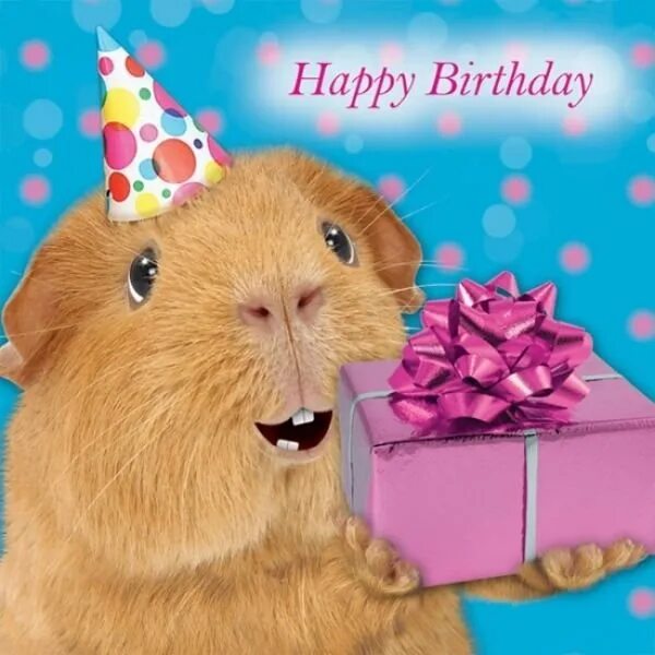 Поздравление хомяка. Морская Свинка с днем рождения. Хомяк поздравляет с днем. Открытки с днём рождения с морскими свинками. Хомяк поздравляет с днем рождения.