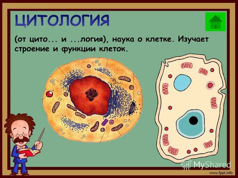 строение и компоненты животной клетки. строение и химический состав клетки. в каком классе изучают клетку.