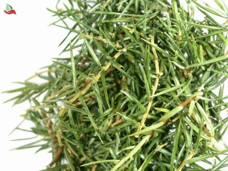 хвоя сушеная. игольчатая трава. сосновые иголки сухие. сухая хвоя. сухая хвоя.