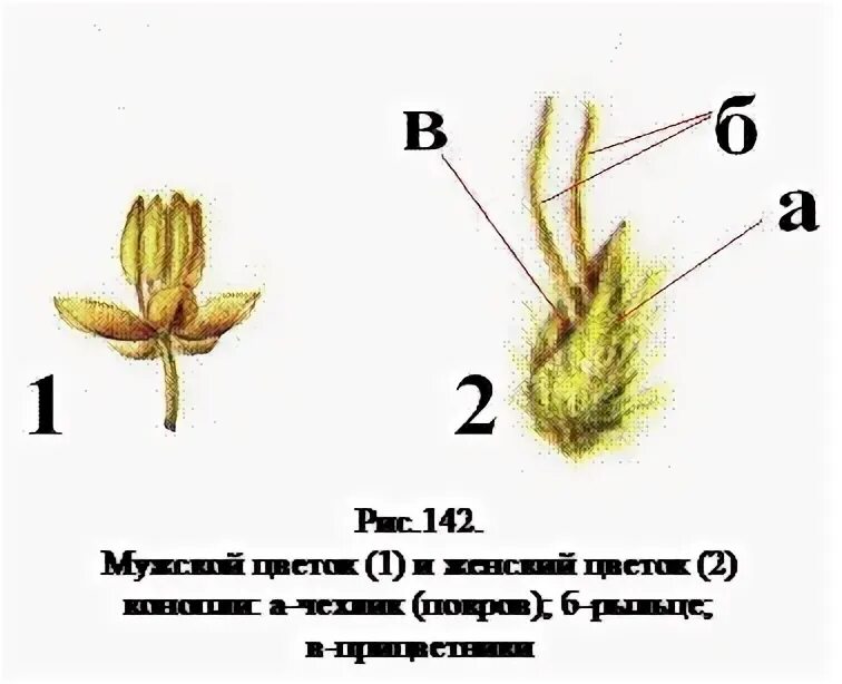 Женское растение конопли. Мужские и женские растения конопли. Мужское растение. Как отличить мужское и женское растение конопли.