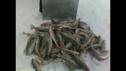 Хапуга зимой видео