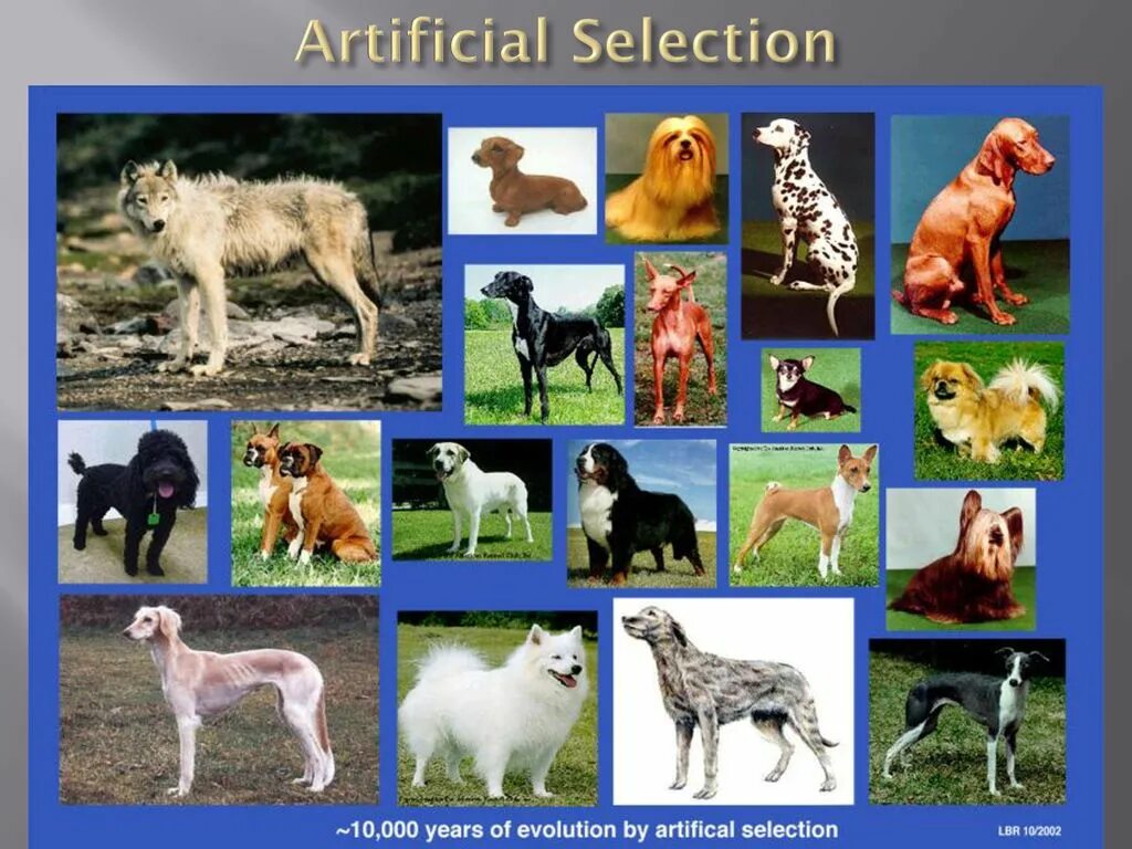 Животные и их породы. Животные и их породы. Искусственные породы животных. Породы домашних животных. Breed порода собак.