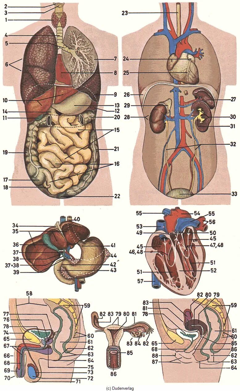 Анатомия человека расположение органов. Строение тела человека внутренние органы. Строение внутренних органов сбоку. Внутренние органы человека схема расположения. Анатомия человека внутренние органы женщины расположение.