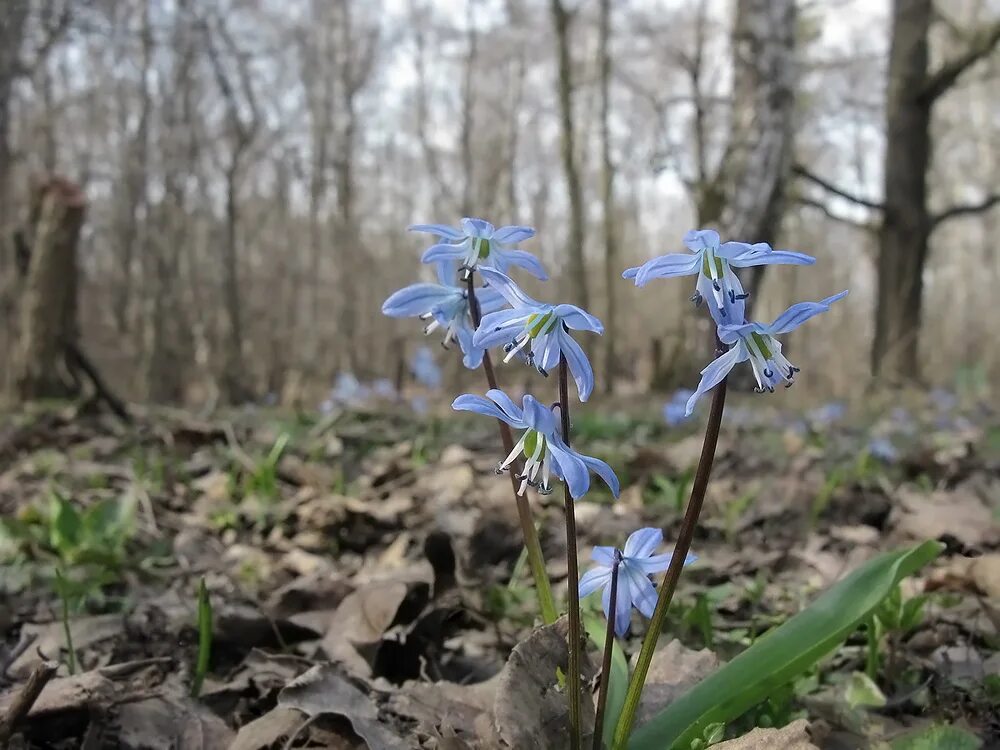 Сцилла сибирская. Пролеска Сибирская (Сцилла). Пролеска Сибирская Scilla Siberica. Лиственница пролеска Сибирская. Пролеска Сибирская (Scilla Siberica Andrews[~ 1]).