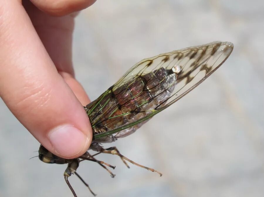 Какой тип развития характерен для цикады. Цикады в Анапе. Муха цикада. Японская Муха цикада. Царственная цикада.