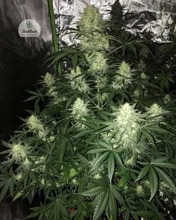 Auto cookies