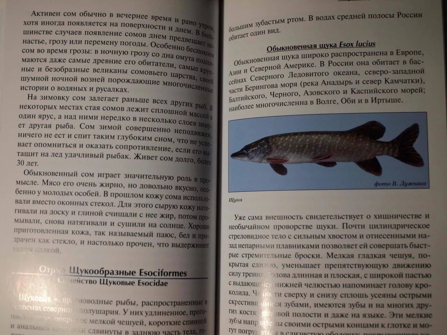 Иллюстрированная энциклопедия рыб. Книга рыбы рек и озер. Рыбы рек и озер всемирная иллюстрированная энциклопедия. Энциклопедия речных рыб. Рыба озерная крупная серая.