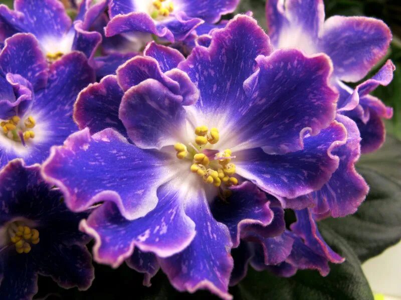 фиалка нд уральские самоцветы. сорт фиалки уральские самоцветы. нд-уральские самоцветы люкс. фиалка нд уральские самоцветы. фиалка уральские самоцветы люкс.