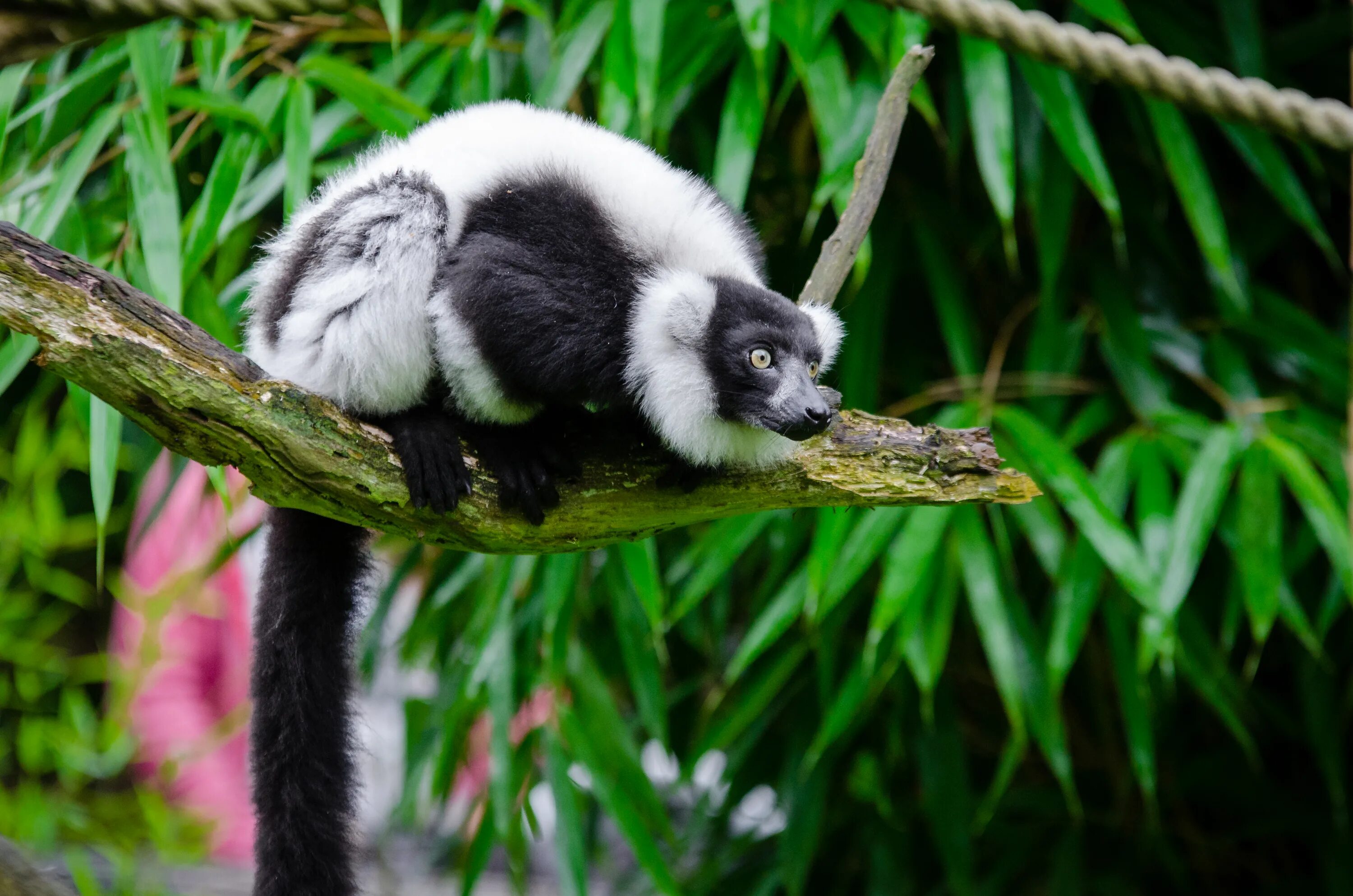 Кольцехвостый (кошачий) лемур. Кошачий лемур мадагаскар. Примат с мадагаскара 5 букв. Обезьяна с мадагаскара 5 букв. Лемурообразные приматы.