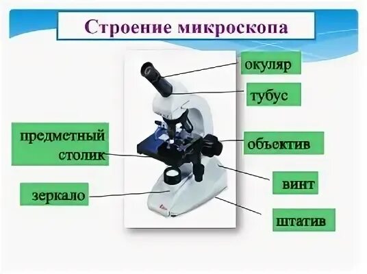 Микроскоп с подписями 5 класс