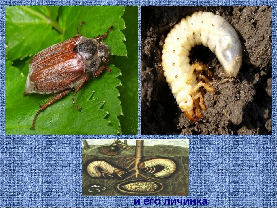Как отличить личинку хруща. Хрущ личинка майского жука. личинка майского жука и медведки. личинка хруща майского. личинка медведки майского бронзовки.