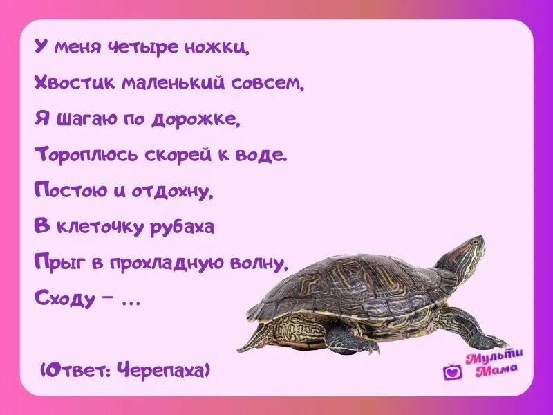 Стих про черепаху. Загадка про черепаху. Стих про черепашку для детей. Загадка про черепаху для детей. Стих про черепаху для детей.