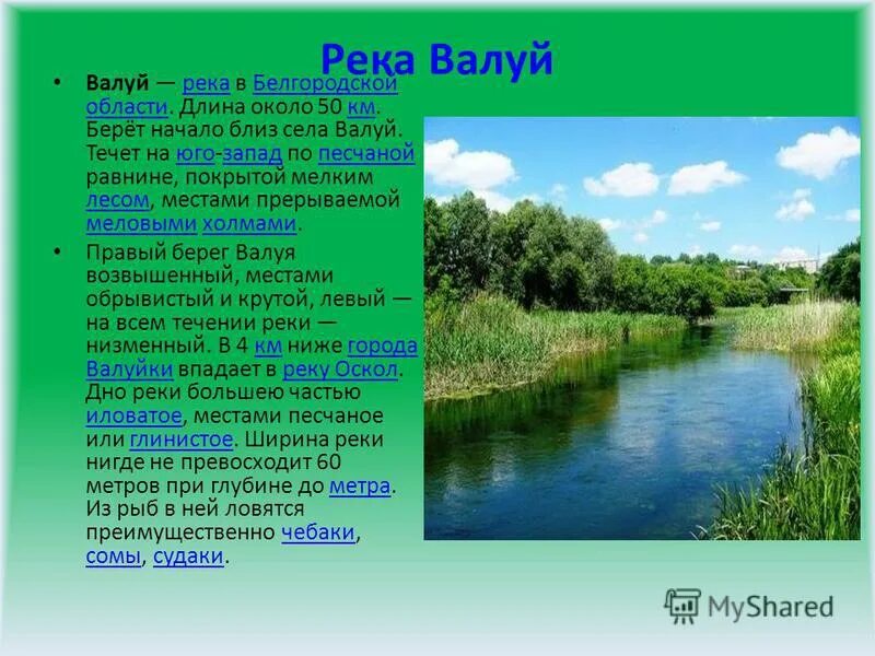 Исток реки Оскол в Белгородской области. Реки Белгородской области описание. Реки Белгородского края. Сообщение об реке Белгородской области. Слова на тему река